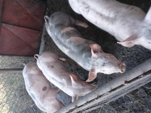 Purcele de vînzare  - imagine 4