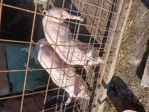 Purcele de vînzare  - imagine 5