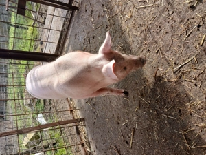 Purcele de vînzare  - imagine 2