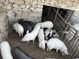 Vând Purcei între 30-35 kg  - imagine 2