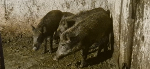 Purcei mistreț rasă pură - imagine 2