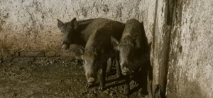 Purcei mistreț rasă pură - imagine 4