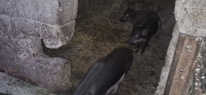 Purcei mistreț rasă pură - imagine 6