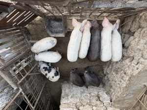 Vând Purcei între 30-35 kg  - imagine 3