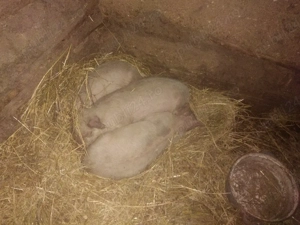 2 purcei și 1 purcica - imagine 5