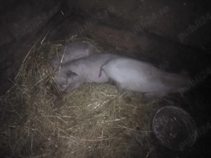 2 purcei și 1 purcica - imagine 2