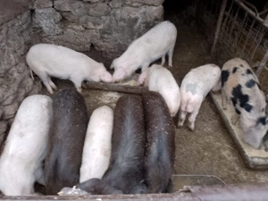 Vând Purcei între 30-35 kg  - imagine 4