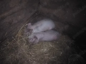 2 purcei și 1 purcica - imagine 3