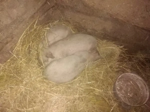 2 purcei și 1 purcica - imagine 4