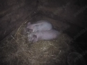 2 purcei și 1 purcica