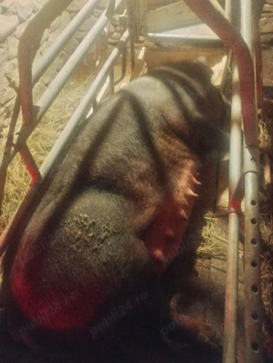 scrofa prima fătare  - imagine 2