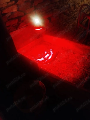 scrofa prima fătare  - imagine 3