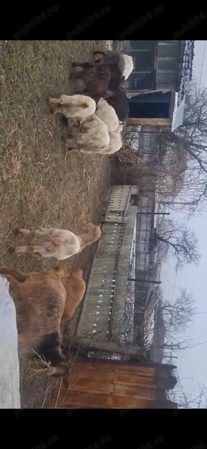 Vand capre sau schimb pe oi - imagine 3