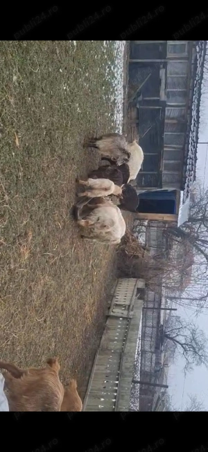 Vand capre sau schimb pe oi - imagine 4