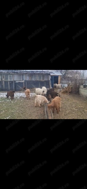 Vand capre sau schimb pe oi - imagine 2