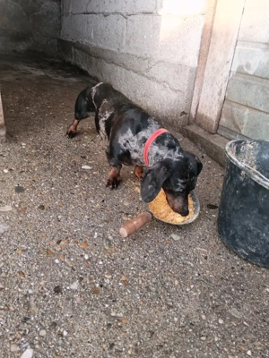 Mascul Teckel  Arlechin  - imagine 2