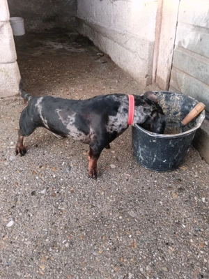 Mascul Teckel  Arlechin 