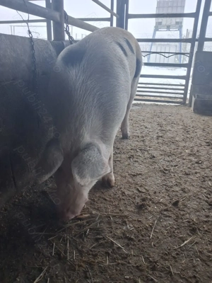 de vânzare 1 mascul 110 kg rasă marele alb și petrean  - imagine 2