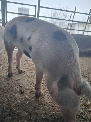 de vânzare 1 mascul 110 kg rasă marele alb și petrean 