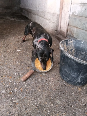 Mascul Teckel  Arlechin  - imagine 3