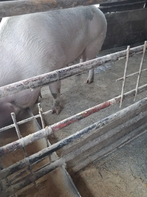 de vânzare scroafă 280 kg rasă marele alb ofer transport  - imagine 4