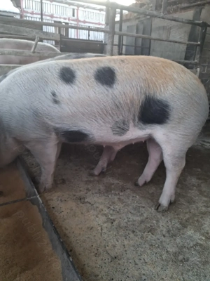 de vânzare 4 masculi 90..120 kg rasă marele alb și petrean ofer transport  - imagine 4