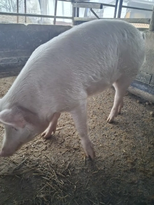 de vânzare 1 mascul 90 kg rasă marele alb ofer transport 