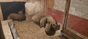 Vand porci  - imagine 4