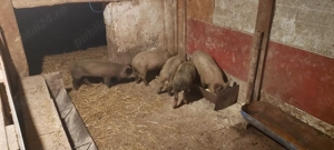 Vand porci  - imagine 3