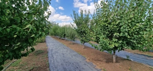 Fundulea   Vila 185 mp cu teren 4000 mp, potential dezvoltare imobiliara - imagine 8