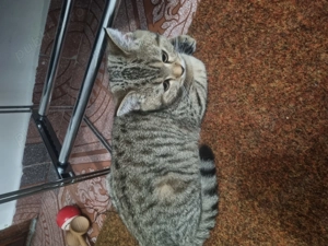 Bsh 3 luni, vaccinat și deparazitat - imagine 4