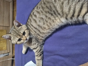 Bsh 3 luni, vaccinat și deparazitat - imagine 3