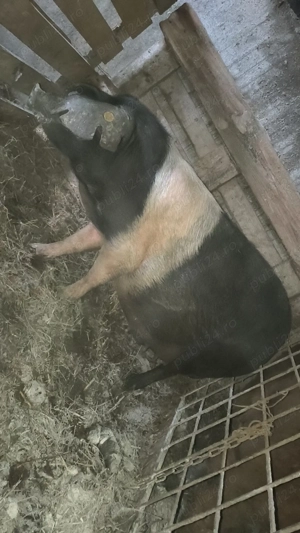 Scrofiță bazna gestantă  - imagine 3