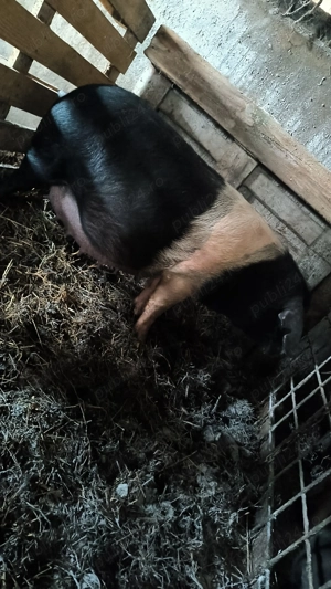 Scrofiță bazna gestantă  - imagine 4