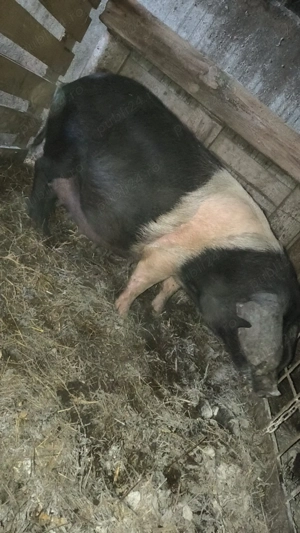 Scrofiță bazna gestantă  - imagine 2