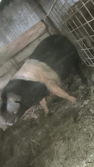 Scrofiță bazna gestantă 