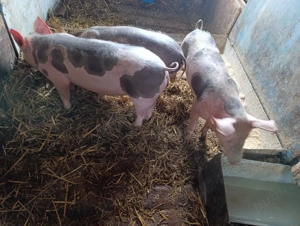 Soldani disponibili - imagine 5