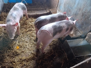 Soldani disponibili - imagine 2