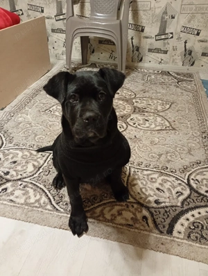 Vand Cane Corso Mascul - imagine 5