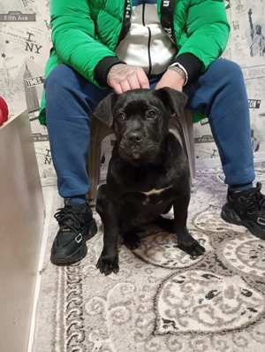 Vand Cane Corso Mascul - imagine 3