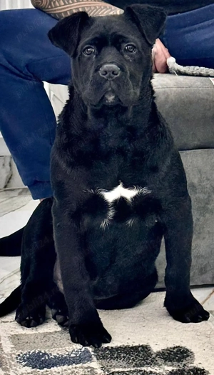 Vand Cane Corso Mascul