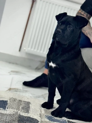 Vand Cane Corso Mascul - imagine 2
