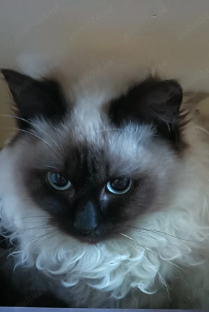 Pisică Ragdoll 