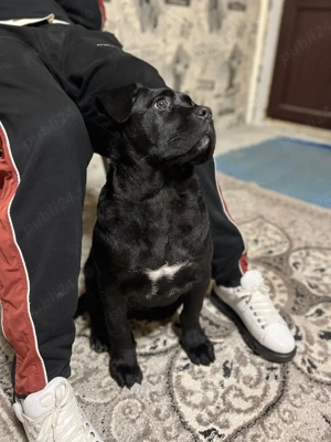 Vand Cane Corso Mascul - imagine 4