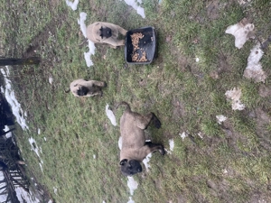 Vând 3 căței Kangali  - imagine 2