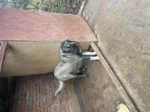 Vând 3 căței Kangali  - imagine 4