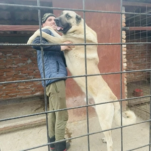 Vând 3 căței Kangali  - imagine 3