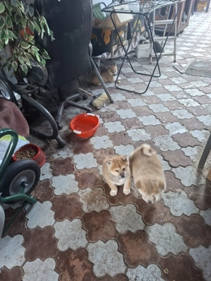 Catei si cateluse superbe Akita Inu dețin ambii părinți merita văzuți  - imagine 3