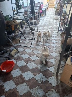 Catei si cateluse superbe Akita Inu dețin ambii părinți merita văzuți  - imagine 5