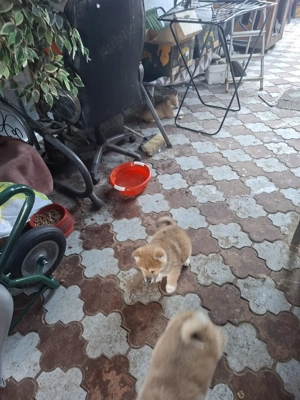 Catei si cateluse superbe Akita Inu dețin ambii părinți merita văzuți  - imagine 2